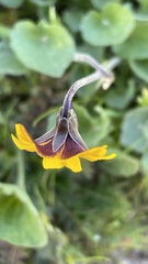 Viola pedunculata