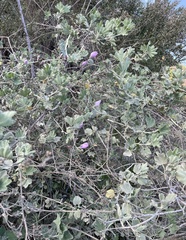 Malacothamnus fasciculatus nuttallii