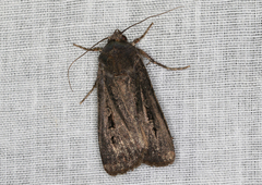 Agrotis infusa