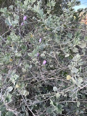 Malacothamnus fasciculatus nuttallii