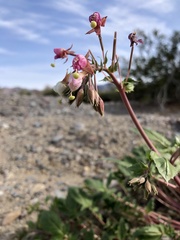 Chylismia claviformis