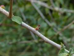 Commiphora wightii