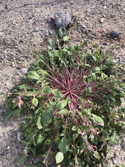 Chylismia claviformis