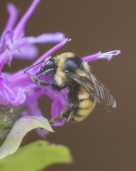 Bombus bifarius