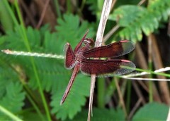 Neurothemis stigmatizans