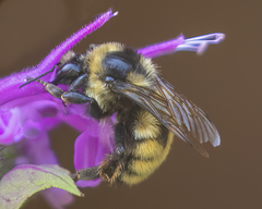 Bombus bifarius
