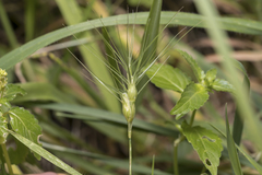 Aegilops geniculata