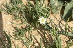 Spergularia flaccida