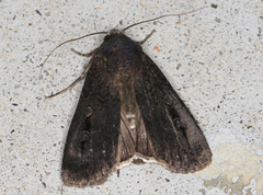 Agrotis infusa