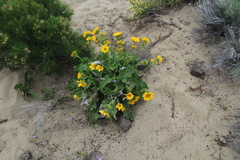 Balsamorhiza