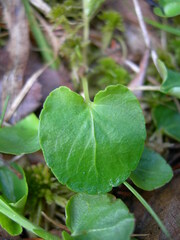 Viola minuscula