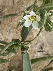 Spergularia flaccida