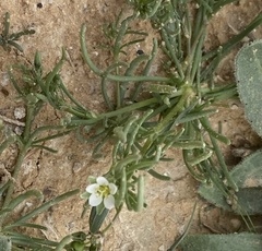 Spergularia flaccida