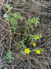 Portulaca australis