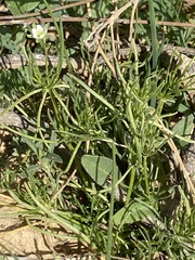 Spergularia flaccida