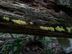 Physalacria sulphurea