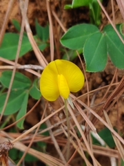 Arachis pintoi