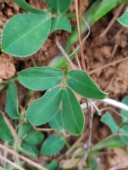 Arachis pintoi