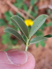 Arachis pintoi
