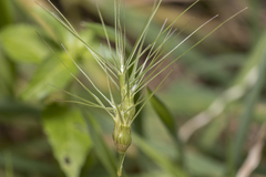 Aegilops geniculata