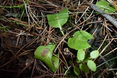 Pyrola minor