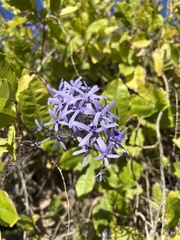 Petrea