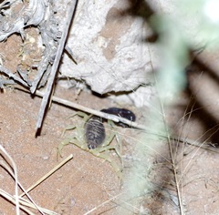 Parabuthus schlechteri