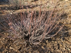 Eriogonum fasciculatum polifolium
