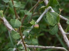 Commiphora wightii