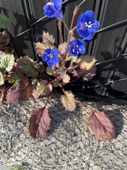 Phacelia