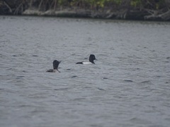Aythya affinis