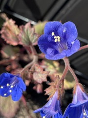 Phacelia