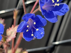 Phacelia