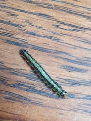 Uresiphita maorialis