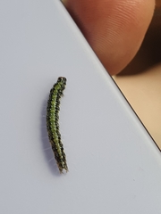 Uresiphita maorialis