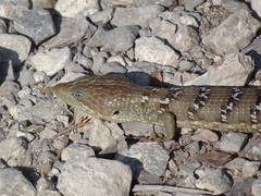 Gerrhonotus infernalis