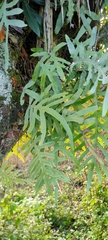 Phlebodium aureum