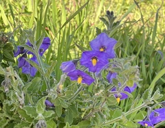 Solanum xanti