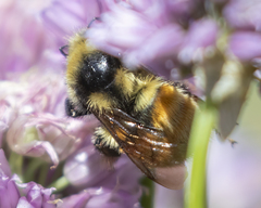 Bombus bifarius