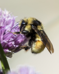 Bombus bifarius