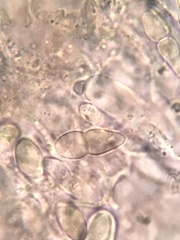 Psiloglonium stygium