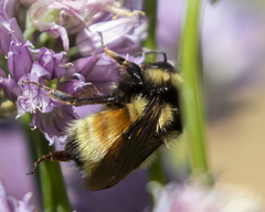 Bombus bifarius