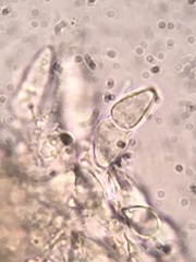 Psiloglonium stygium
