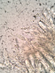 Psiloglonium stygium
