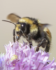 Bombus bifarius