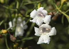 Eremophila bignoniiflora
