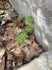 Geranium bicknellii