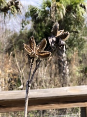 Hibiscus grandiflorus
