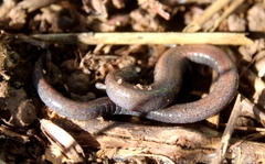 Batrachoseps nigriventris