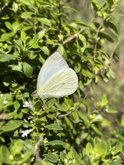 Leptophobia aripa
